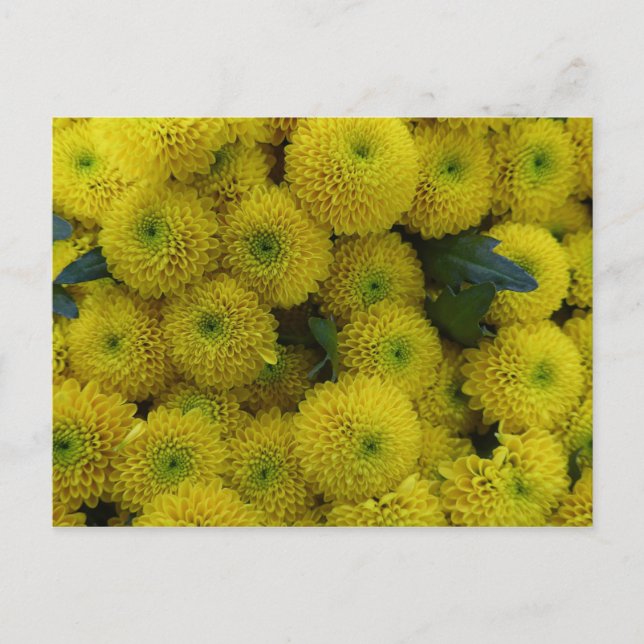 Yellow chrysanthemums card (Front)