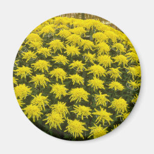 yellow Chrysanthemums in Japanese garden, Japan fl Magnet