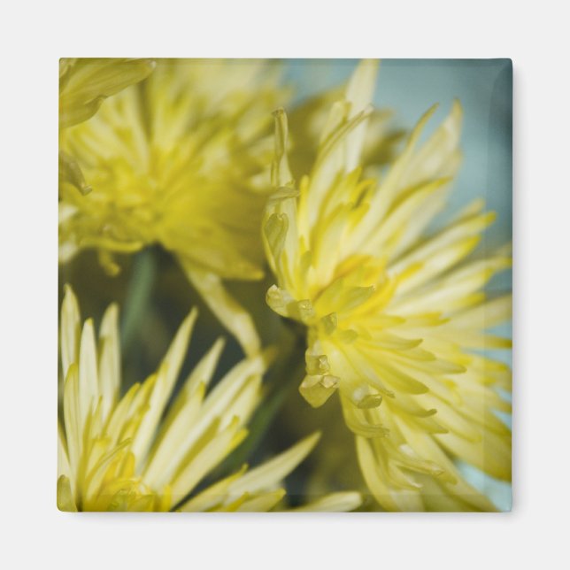 yellow chrysanthemums magnet (Front)