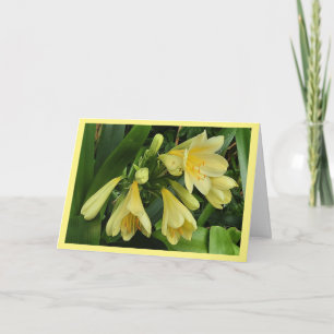 Yellow clivea blooms with yellow  border card