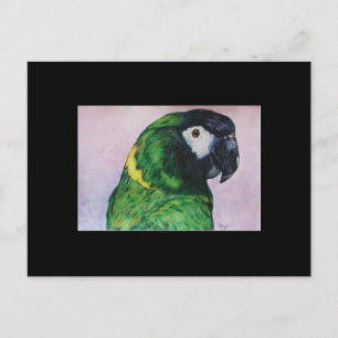 Yellow Collared Macaw ACEO Art Trading Card