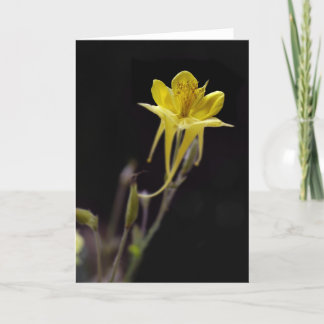 Yellow Columbine Card