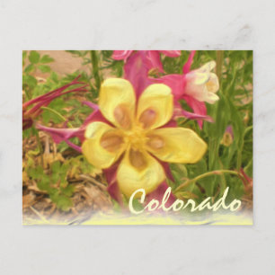 Yellow columbine flower postcard