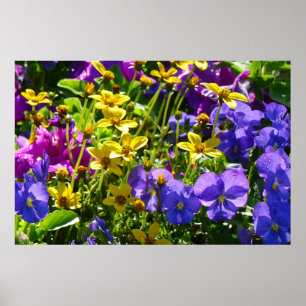 Yellow Coreopsis and Purple Violas Colourful Flora Poster