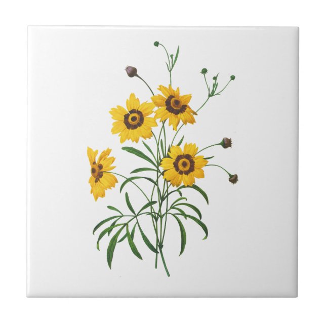Yellow Coreopsis Elegans by Pierre Joseph Redoute Tile (Front)