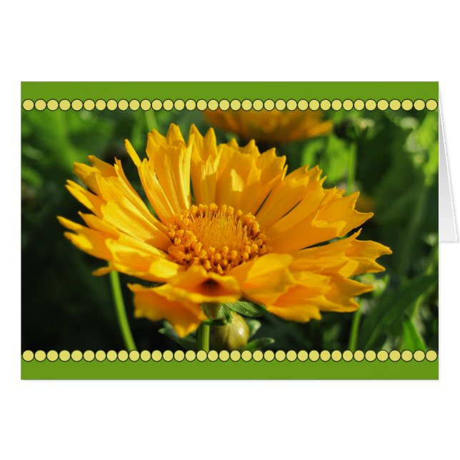 Yellow Coreopsis Flower (Front Horizontal)
