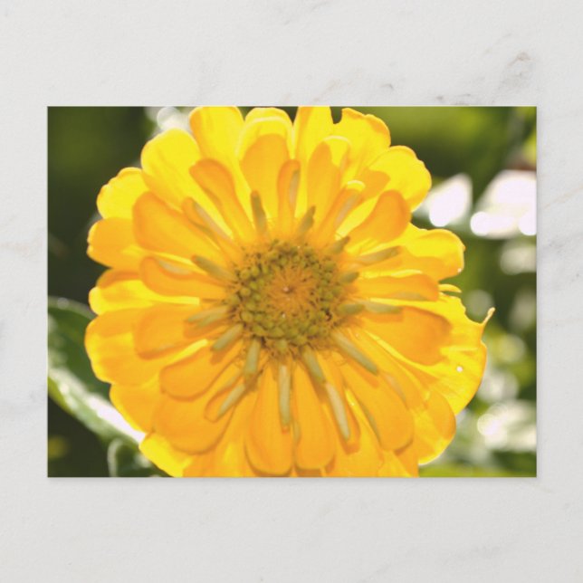 Yellow cosmo, yellow daisy, yellow flower postcard (Front)
