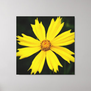 Yellow Cosmos Flower Close-up Canvas Print