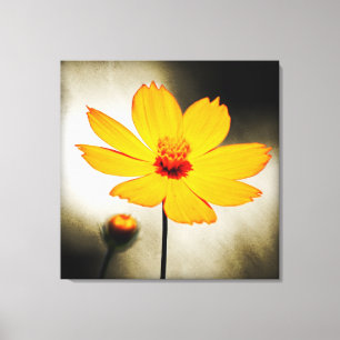Yellow cosmos flower - Fine art Wrapped Canvas