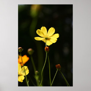 Yellow cosmos flower poster