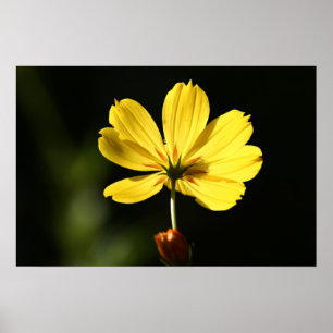 Yellow cosmos flower poster