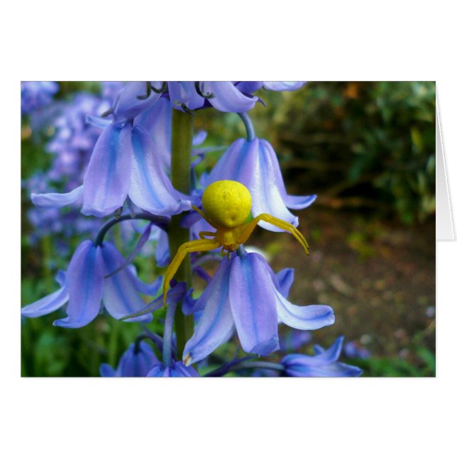 Yellow Crab / Flower Spider (Front Horizontal)