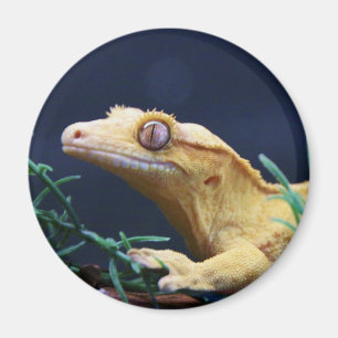 Yellow Crested Gecko Resting Magnet