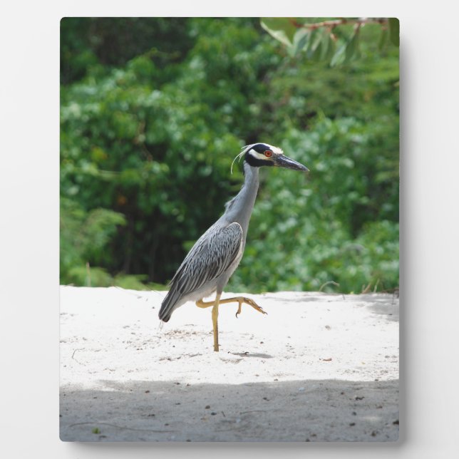 Yellow-crested night heron plaque (Front)