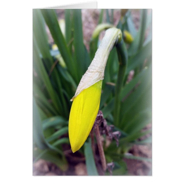 yellow crocus bud (Front)