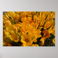 Yellow Crocus flavus - Golden Yellow Flowers