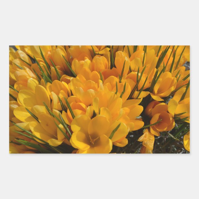Yellow Crocus flavus - Golden Yellow Flowers  Sticker (Front)
