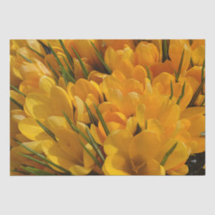 Yellow Crocus flavus - Golden Yellow Flowers Tissue Paper
