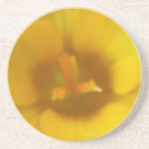 Yellow Crocus Flower Coasters