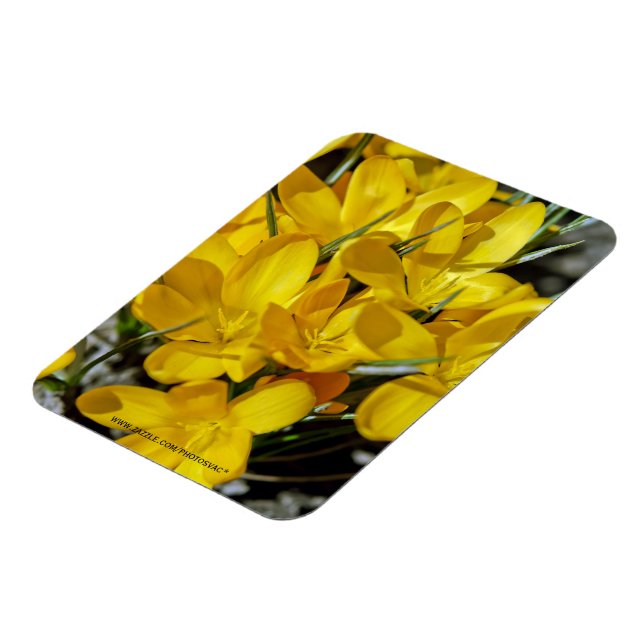 Yellow Crocus Flowers Magnet (Left Side)