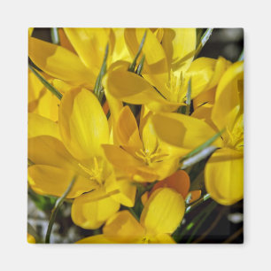 Yellow Crocus Flowers Magnet