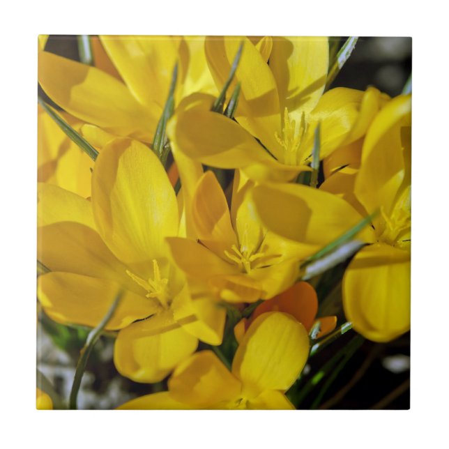 Yellow Crocus Flowers Tile (Front)