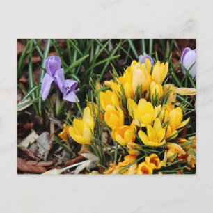 Yellow Crocus photo with green accent  Postcard