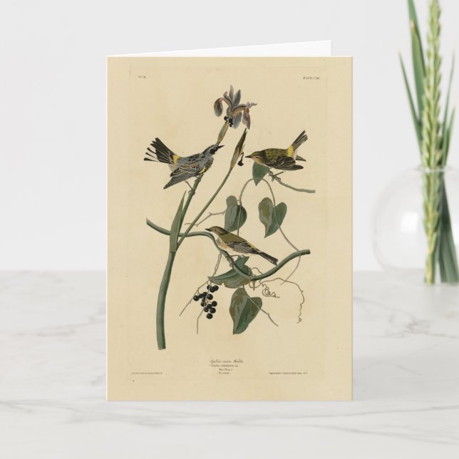 Yellow-crown Warbler - Audubon's Birds of America Card (Front)