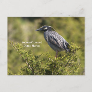 Yellow-crowned Night Heron Postcard