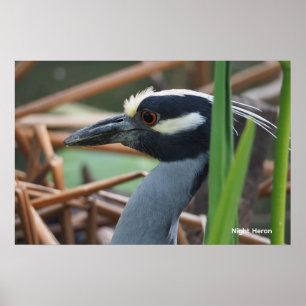 Yellow-crowned Night Heron Poster