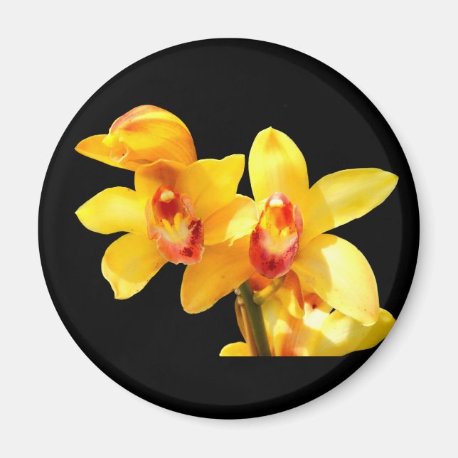 Yellow Cymbidium Orchid Magnet (Front)