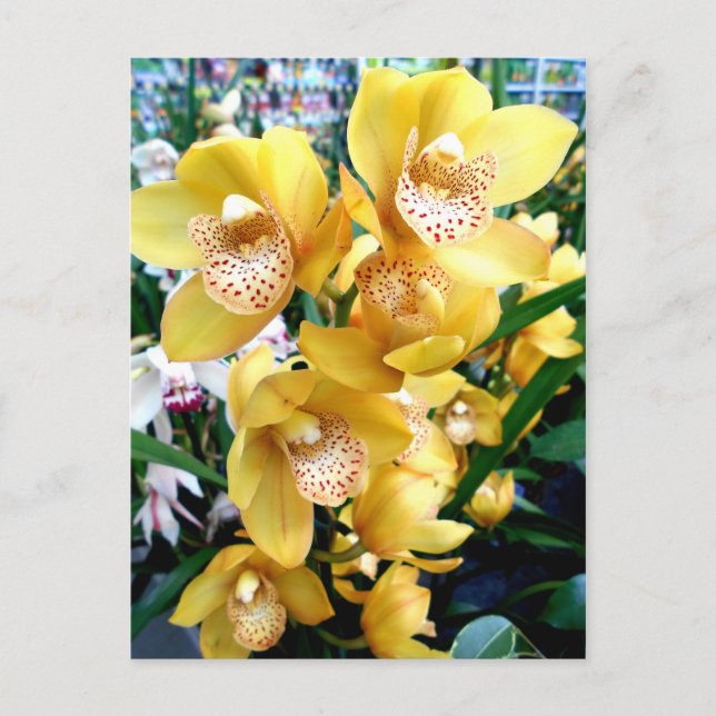 Yellow Cymbidium Orchids Postcard (Front)