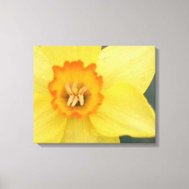 Yellow Daffodil Canvas Print (Front)