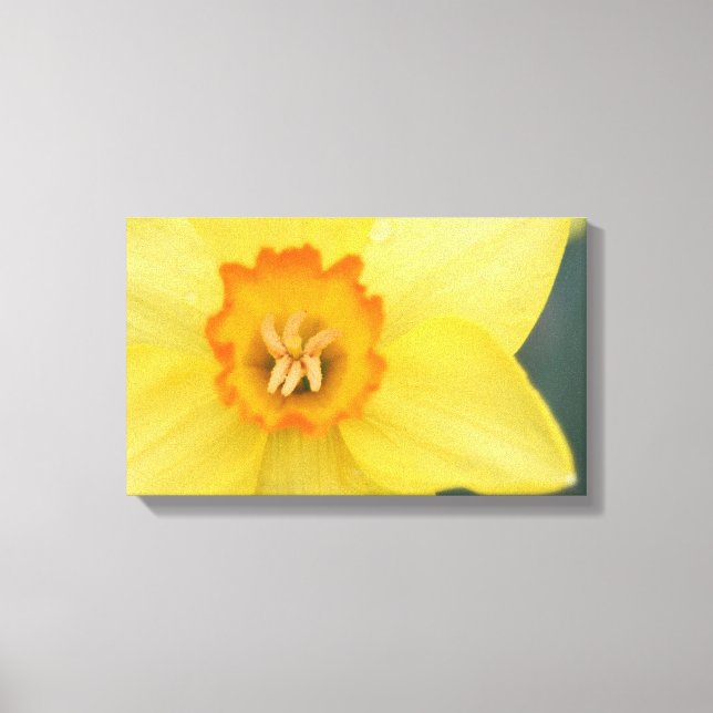 Yellow Daffodil Canvas Print (Front)