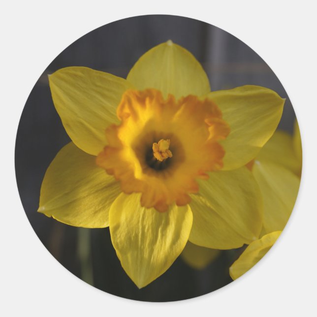 Yellow Daffodil Classic Round Sticker (Front)