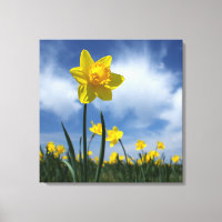 Yellow Daffodil Field on Blue Sky 24x24