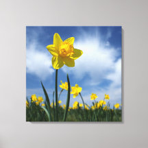 Yellow Daffodil Field on Blue Sky 24x24