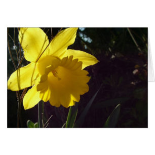 yellow daffodil flower in the sunlight