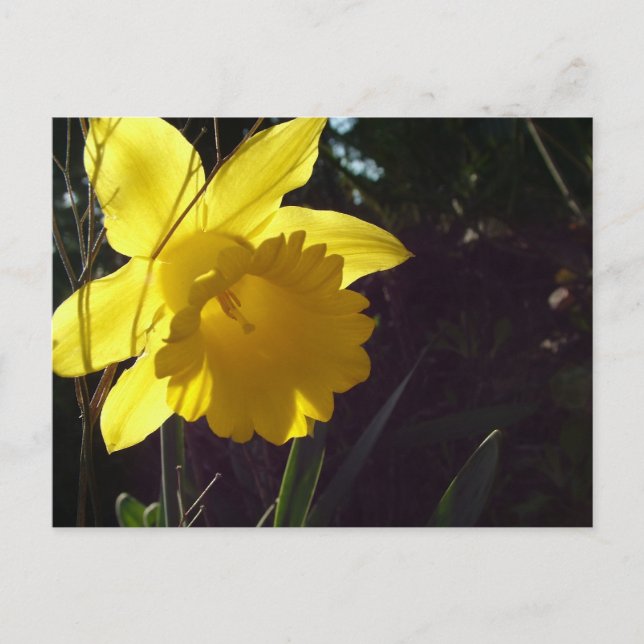 yellow daffodil flower in the sunlight postcard (Front)