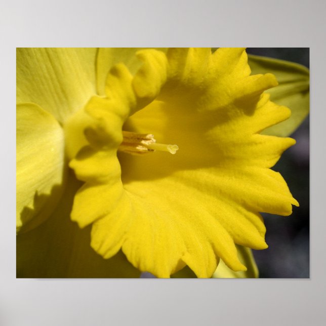 Yellow Daffodil Flower Petals And Centre Poster (Front)