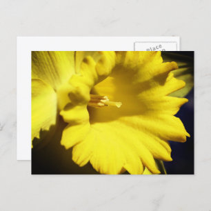 Yellow Daffodil Flower Photography  Postcard