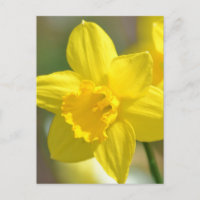 Yellow Daffodil Flower