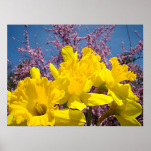 Yellow Daffodil Flowers art prints Nature Floral