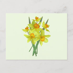 Yellow Daffodil Flowers Postcard