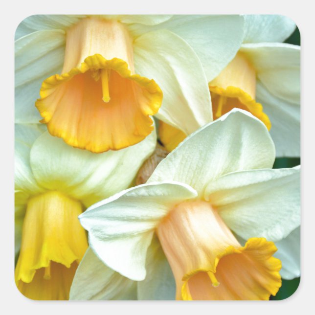 Yellow daffodil flowers square sticker (Front)