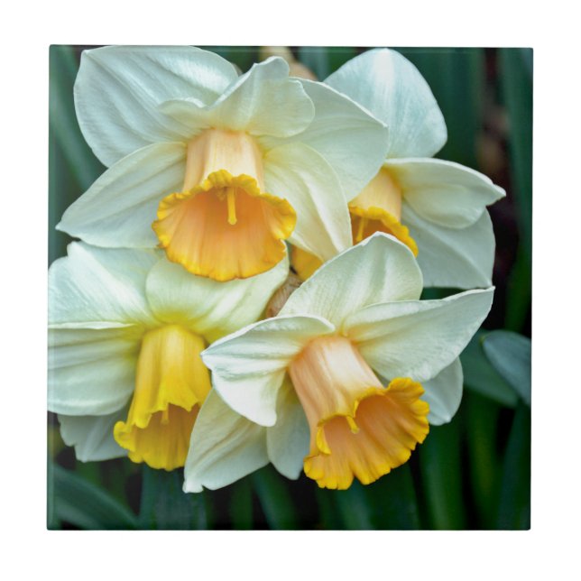 Yellow daffodil flowers tile (Front)