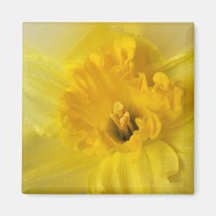 yellow daffodil magnet