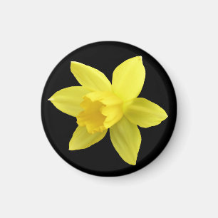 Yellow Daffodil on Black Magnet