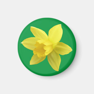 Yellow Daffodil on Green Magnet
