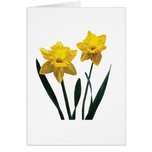 Yellow Daffodil Pair